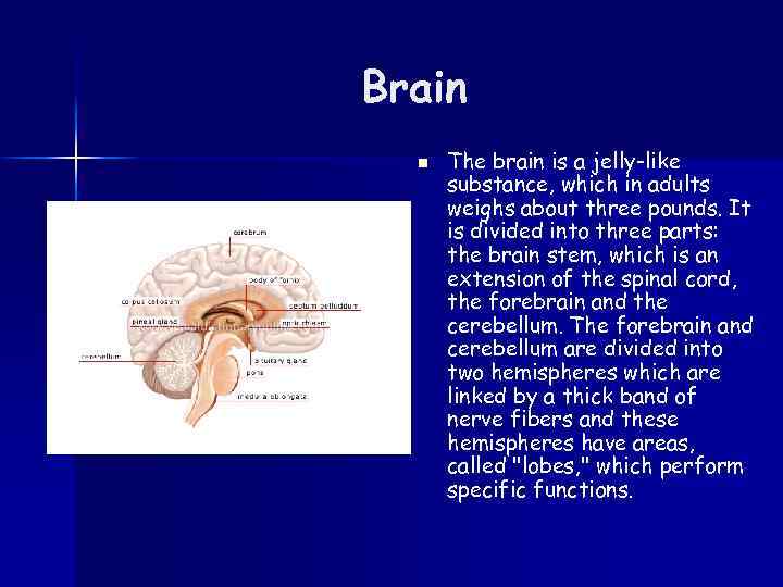 Brain n The brain is a jelly-like substance, which in adults weighs about three