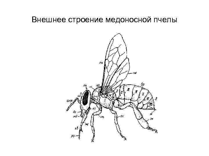 Строение пчелы. Внешнее строение медоносной пчелы. Строение головы пчелы медоносной. Строение пчелы медоносной. Строение хоботка медоносной пчелы.