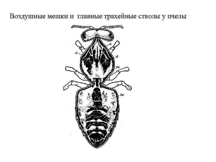 Рассмотрите схему строения кровеносной системы пчелы имеют ли пчелы смысл понятия