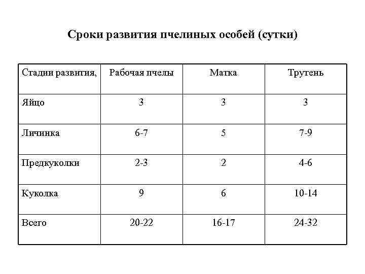 Сроки развития пчелиных особей (сутки) Стадии развития, Рабочая пчелы Матка Трутень 3 3 3