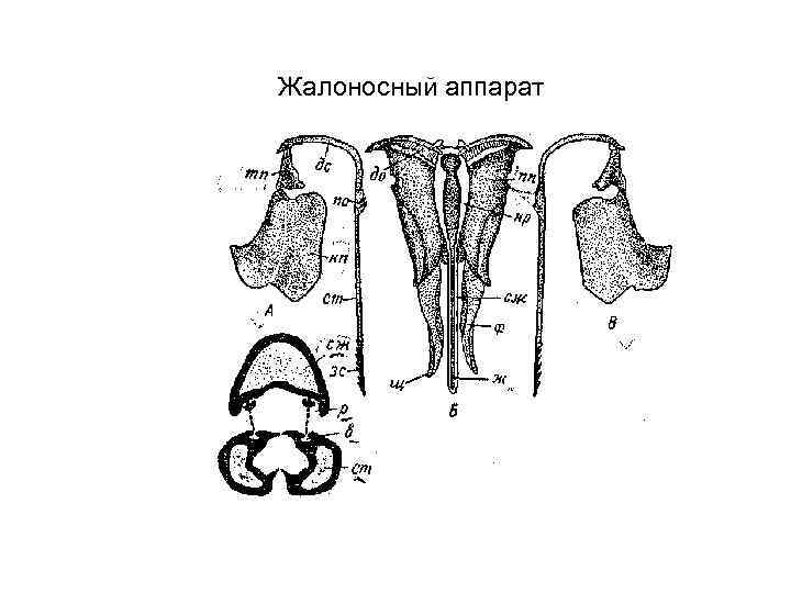 Жалоносный аппарат 