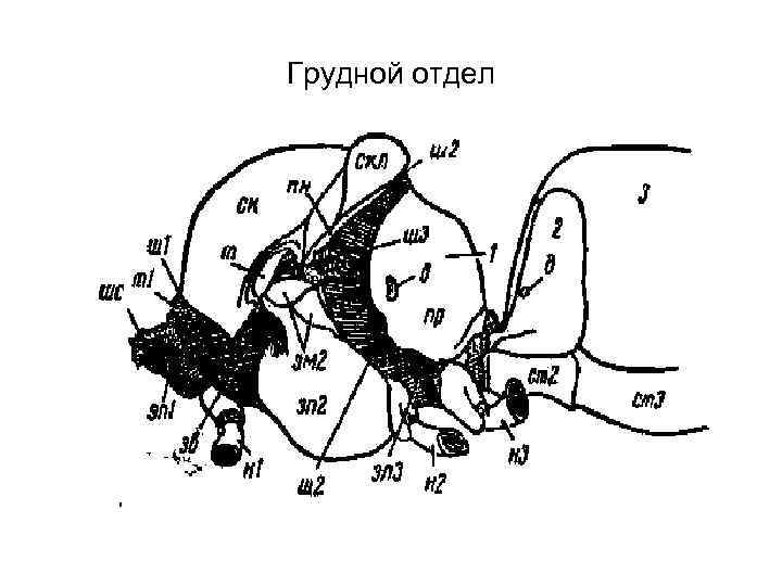 Грудной отдел 
