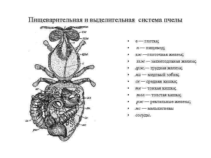 Рассмотрите схему строения кровеносной системы пчелы имеют