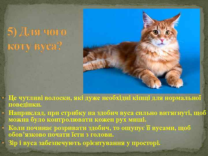 5) Для чого коту вуса? • Це чутливі волоски, які дуже необхідні кішці для