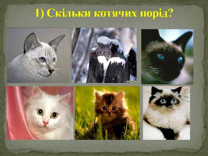 1) Скільки котячих порід? 