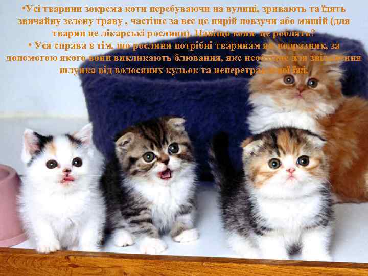  • Усі тварини зокрема коти перебуваючи зривають та їдять • Усі тваринизокрема коти