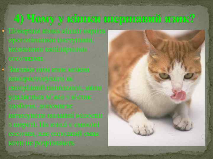 4) Чому у кішки шершавий язик? • Поверхня язика кішки вкрита ороговівшими виступами, названими