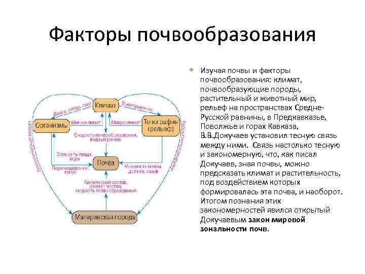 Факторы почвообразования Изучая почвы и факторы почвообразования: климат, почвообразующие породы, растительный и животный мир,