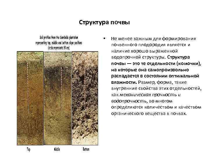Структура почвы • Не менее важным для формирования почвенного плодородия является и наличие хорошо