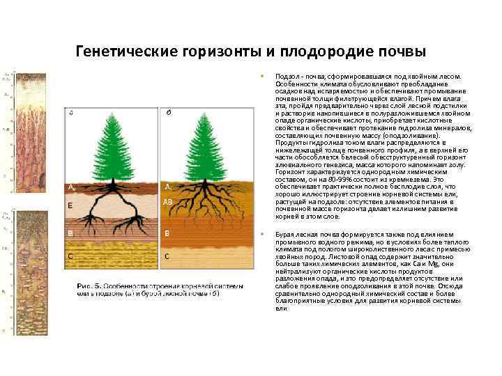 Генетические горизонты и плодородие почвы Подзол - почва, сформировавшаяся под хвойным лесом. Особенности климата