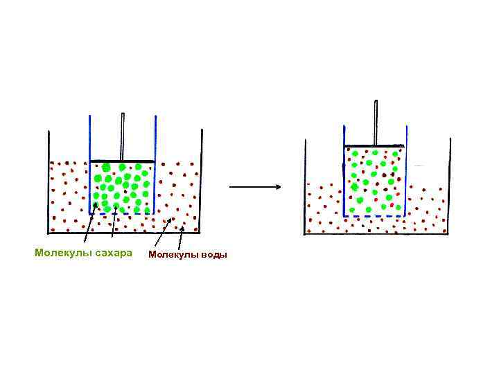 Молекулы сахара Молекулы воды 
