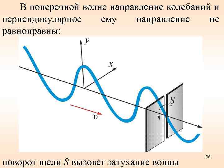 В поперечной волне направление колебаний и перпендикулярное ему направление не равноправны: поворот щели S