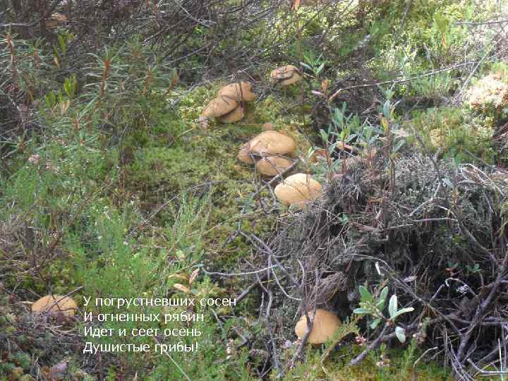 У погрустневших сосен И огненных рябин Идет и сеет осень Душистые грибы! 