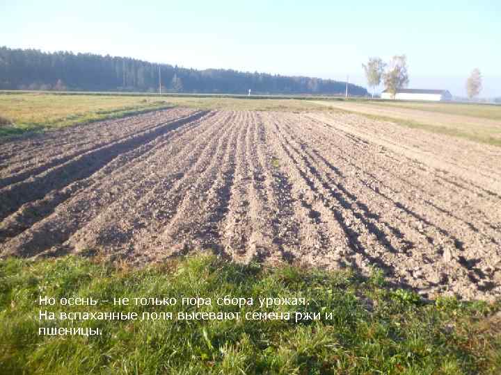 Но осень – не только пора сбора урожая. На вспаханные поля высевают семена ржи