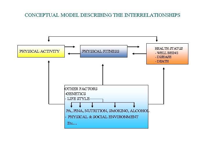 CONCEPTUAL MODEL DESCRIBING THE INTERRELATIONSHIPS PHYSICAL ACTIVITY PHYSICAL FITNESS OTHER FACTORS -GENETICS - LIFE