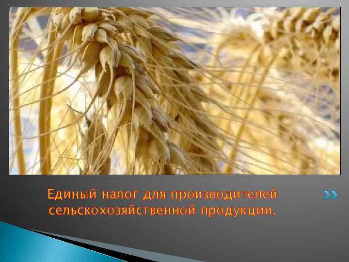 Единый налог для производителей сельскохозяйственной продукции. 