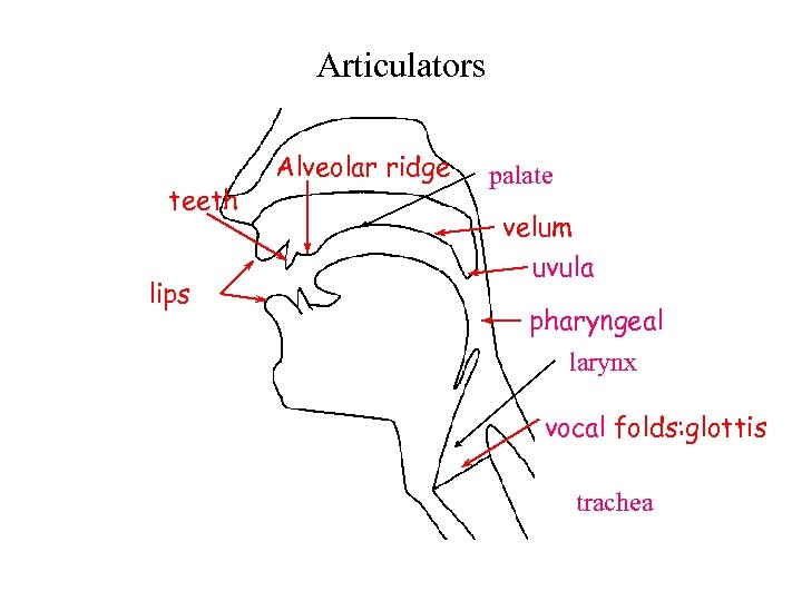 Articulators teeth lips Alveolar ridge palate velum uvula pharyngeal larynx vocal folds: glottis trachea