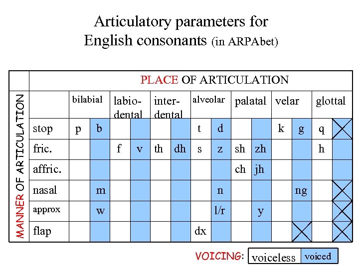 Articulatory parameters for English consonants (in ARPAbet) MANNER OF ARTICULATION PLACE OF ARTICULATION bilabial