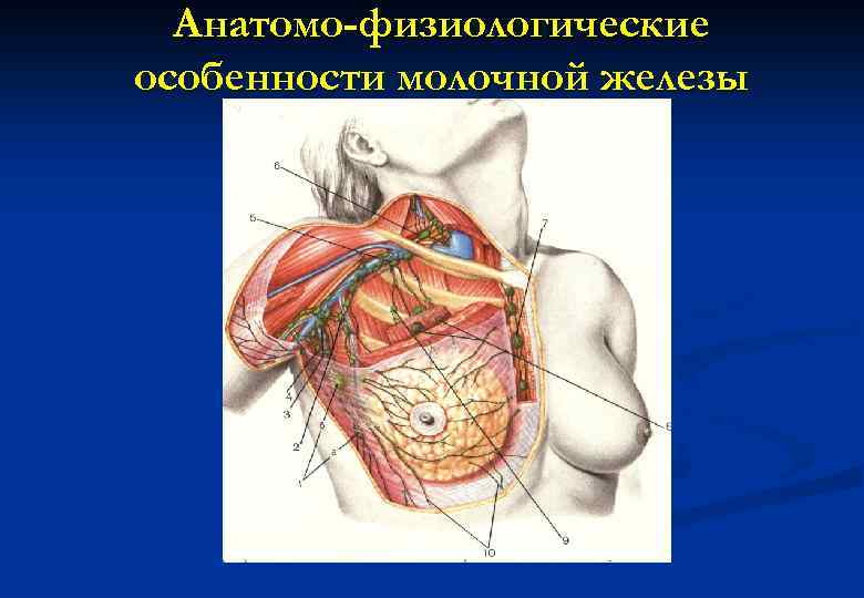 Анатомо-физиологические особенности молочной железы 