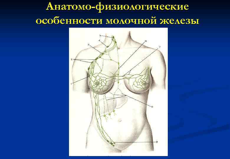 Анатомо-физиологические особенности молочной железы 