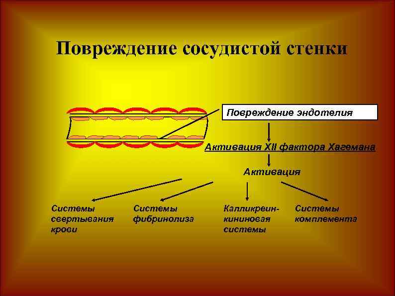 Повреждение сосудистой стенки Повреждение эндотелия Активация XII фактора Хагемана Активация Системы свертывания крови Системы