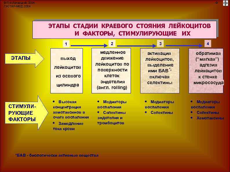 © П. Ф. Литвицкий, 2004 ГЭОТАР-МЕД, 2004 © ЭТАПЫ СТАДИИ КРАЕВОГО СТОЯНИЯ ЛЕЙКОЦИТОВ И