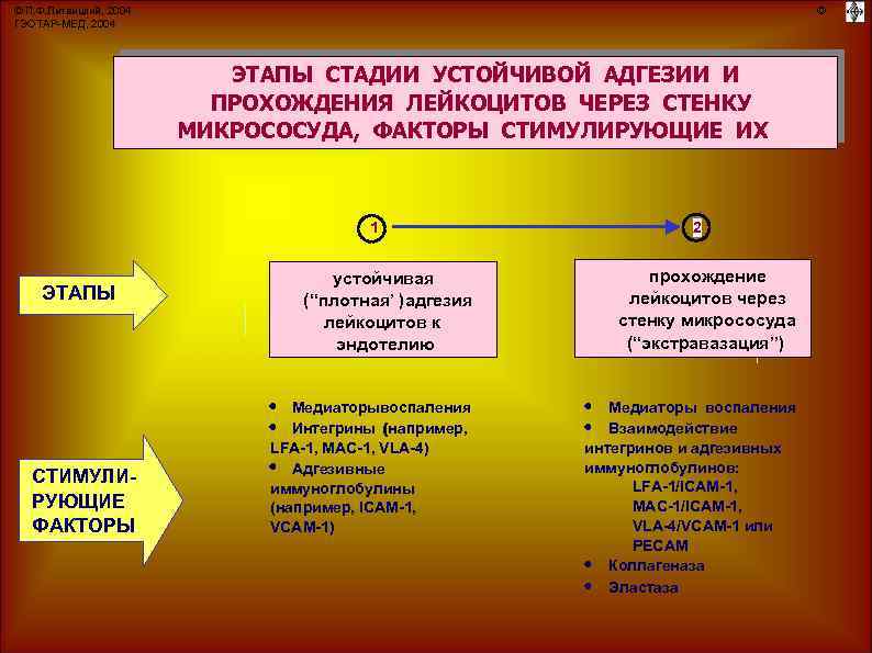 © П. Ф. Литвицкий, 2004 ГЭОТАР-МЕД, 2004 © ЭТАПЫ СТАДИИ УСТОЙЧИВОЙ АДГЕЗИИ И ПРОХОЖДЕНИЯ