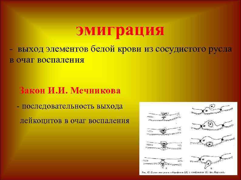 эмиграция - выход элементов белой крови из сосудистого русла в очаг воспаления Закон И.