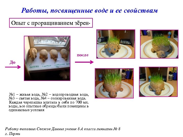 Опыт живая вода. Эксперимент с проращиванием зерна в садике. Опыт с гуматами. Эксперимент по проращиванию лука график. Опыт со светом и проращиванием картофеля.