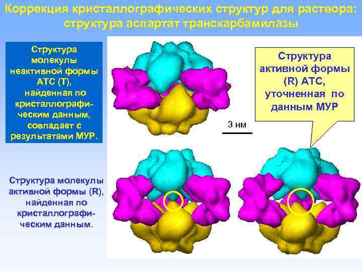 Коррекция кристаллографических структур для раствора: структура аспартат транскарбамилазы Структура молекулы неактивной формы АТС (Т),