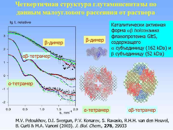 Четвертичная структура глутаминсинтазы по данным малоуглового рассеяния от раствора β-димер αβ-тетрамер Каталитически активная форма
