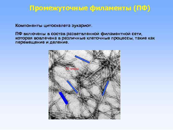 Промежуточные филаменты (ПФ) Компоненты цитоскелета эукариот. ПФ включены в состав разветвленной филаментной сети, которая