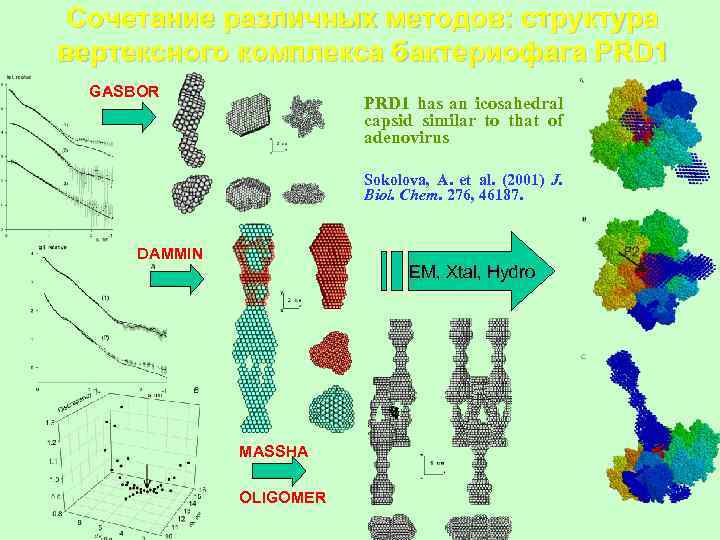 Сочетание различных методов: структура вертексного комплекса бактериофага PRD 1 GASBOR PRD 1 has an