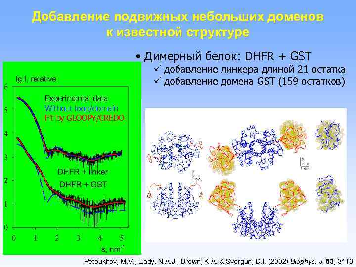 Добавление подвижных небольших доменов к известной структуре • Димерный белок: DHFR + GST ü