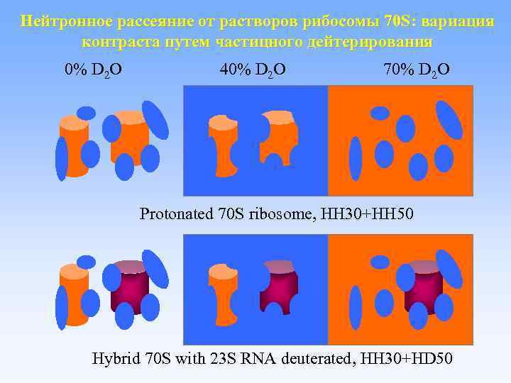 Нейтронное рассеяние от растворов рибосомы 70 S: вариация контраста путем частицного дейтерирования 0% D