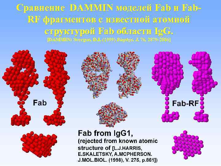 Сравнение DAMMIN моделей Fab и Fab. RF фрагментов с известной атомной структурой Fab области