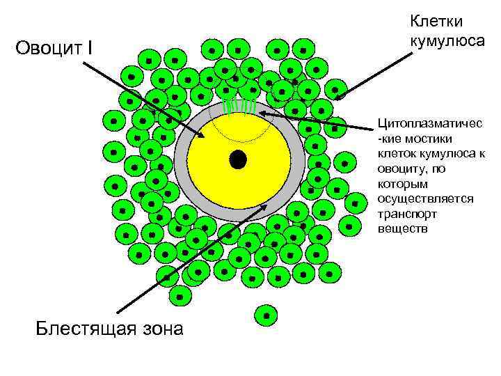 Овоцит I Клетки кумулюса Цитоплазматичес -кие мостики клеток кумулюса к овоциту, по которым осуществляется