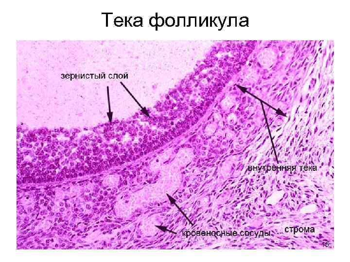 Тека фолликула 15 