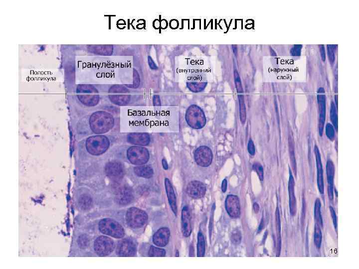 Тека фолликула 16 