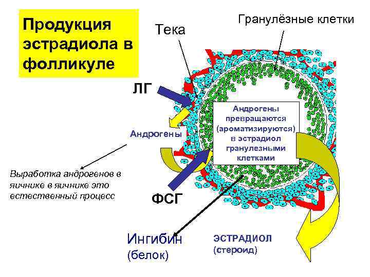 Продукция эстрадиола в фолликуле Тека Гранулёзные клетки ЛГ Андрогены Выработка андрогенов в яичнике это