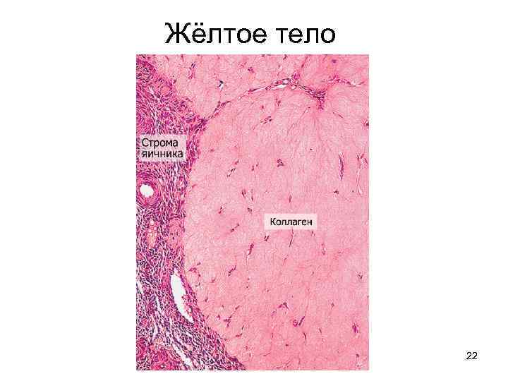 Желтое тело это. Женская половая система желтое тело.