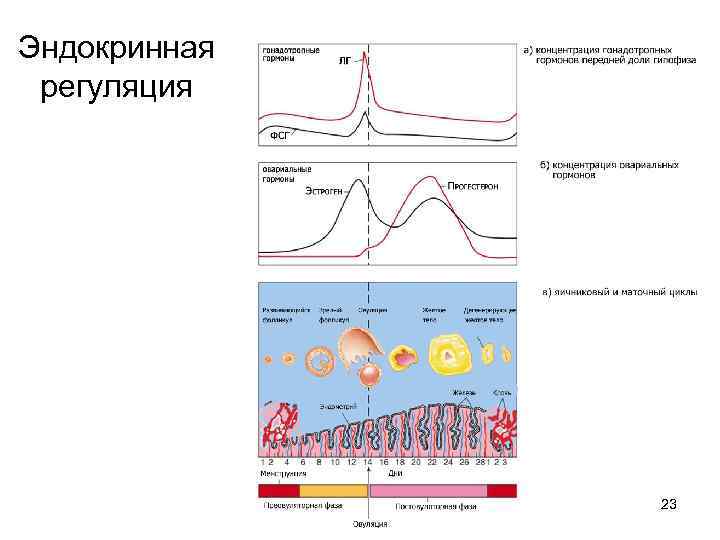 Эндокринная регуляция 23 