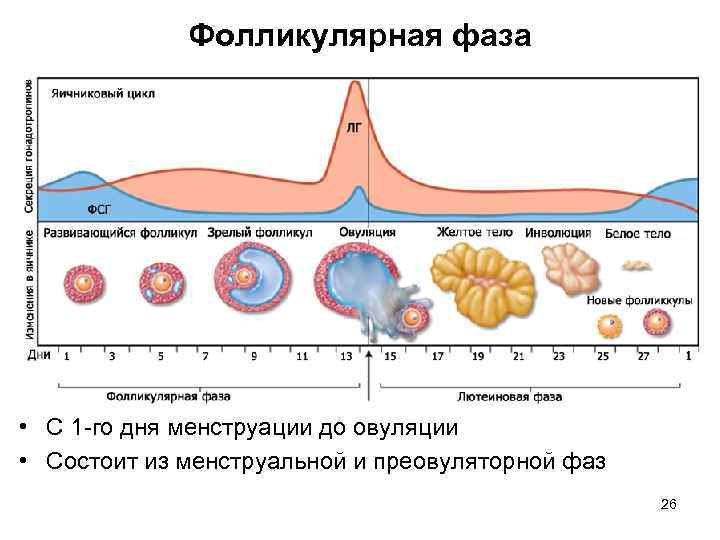 Фолликулярная фаза • С 1 -го дня менструации до овуляции • Состоит из менструальной