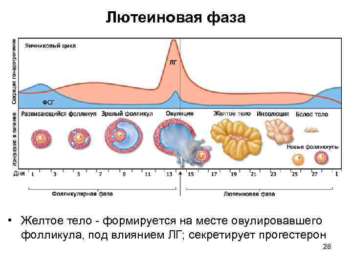 Лютеиновая фаза • Желтое тело - формируется на месте овулировавшего фолликула, под влиянием ЛГ;