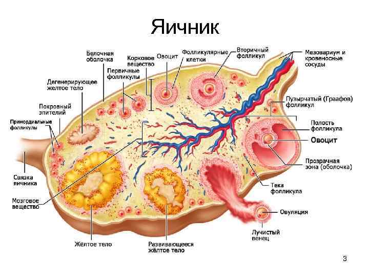 Женская половая система 1 ЯичникПокровный