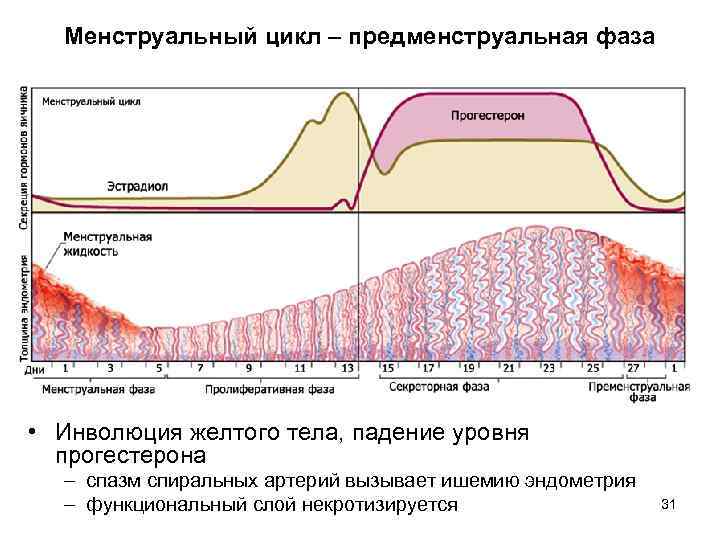 Функциональный слой эндометрия