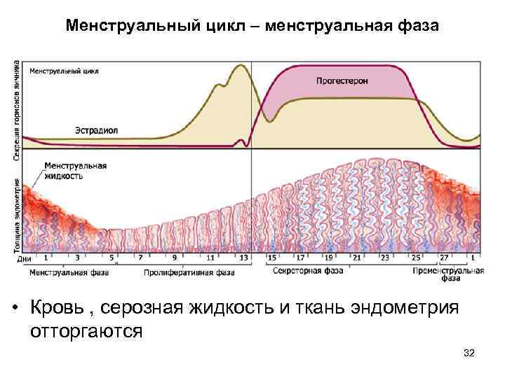 Перед менструационным циклом. Фазы менструационного цикла. Эндометрий 1 фаза менструационного цикла. Эндометрий 1 фазы менструального цикла. Фазы менструального цикла и толщина эндометрия.