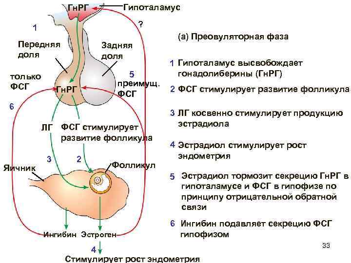 Гипоталамус Гн. РГ ? 1 Передняя доля только ФСГ Задняя доля 5 преимущ. ФСГ