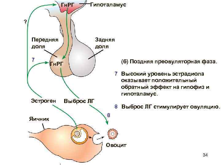 Гн. РГ Гипоталамус ? Передняя доля 7 Задняя доля (б) Поздняя преовуляторная фаза. Гн.