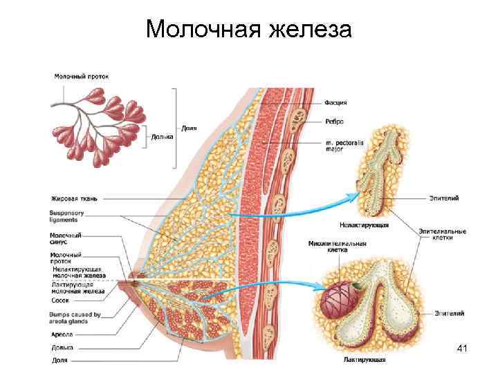 Молочная железа 41 